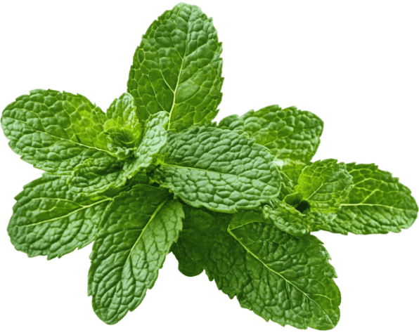 Synaptigen Ingredient7